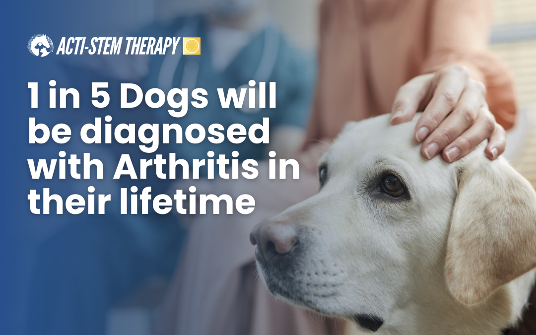 1 in 5 Dogs will be diagnosed with arthritis in their lifetime